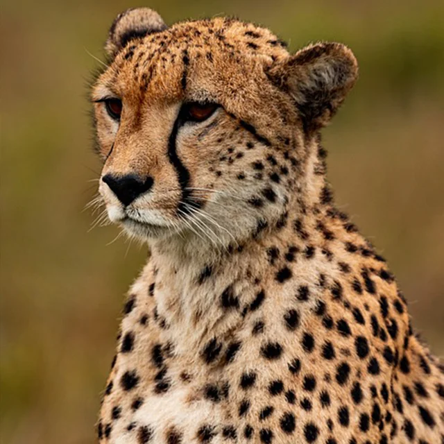 A cheetah in its natural habitat